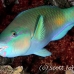 parrotfish_bullethead_ss_beqa_h_0019_fij0332_rv.jpg